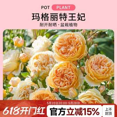 【水灵花园】玛格丽特王妃英月季