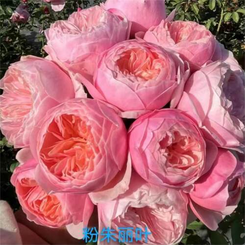 【水灵花园】粉朱丽叶，新品勤花大花抗病灌木月季阳台庭院盆栽