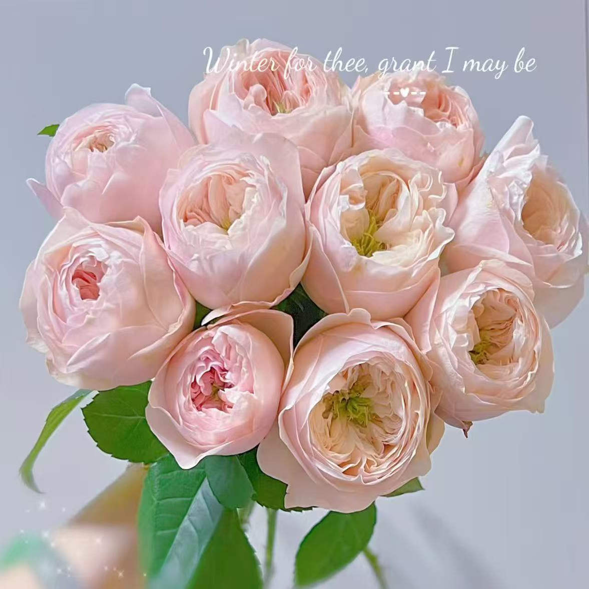 水灵花园 甜蜜钻石Sweet diamond 荷兰VIP切花月季玫瑰花苗