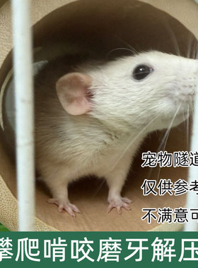 竹洞仓鼠躲避隧道玩具金丝熊造景豚鼠荷兰猪刺猬躲避解闷迷宫避窝