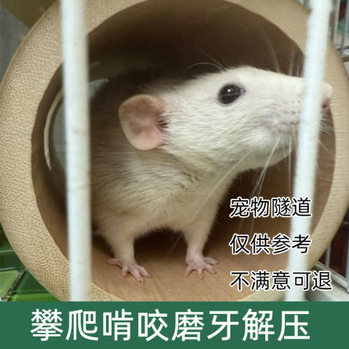 竹洞仓鼠躲避隧道玩具金丝熊造景豚鼠荷兰猪刺猬躲避解闷迷宫避窝