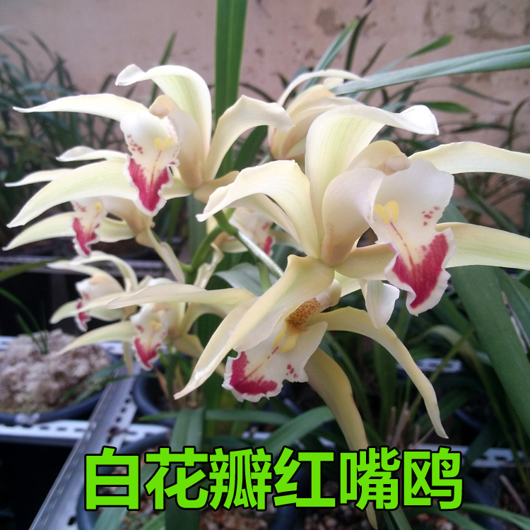 云南原生种虎头兰