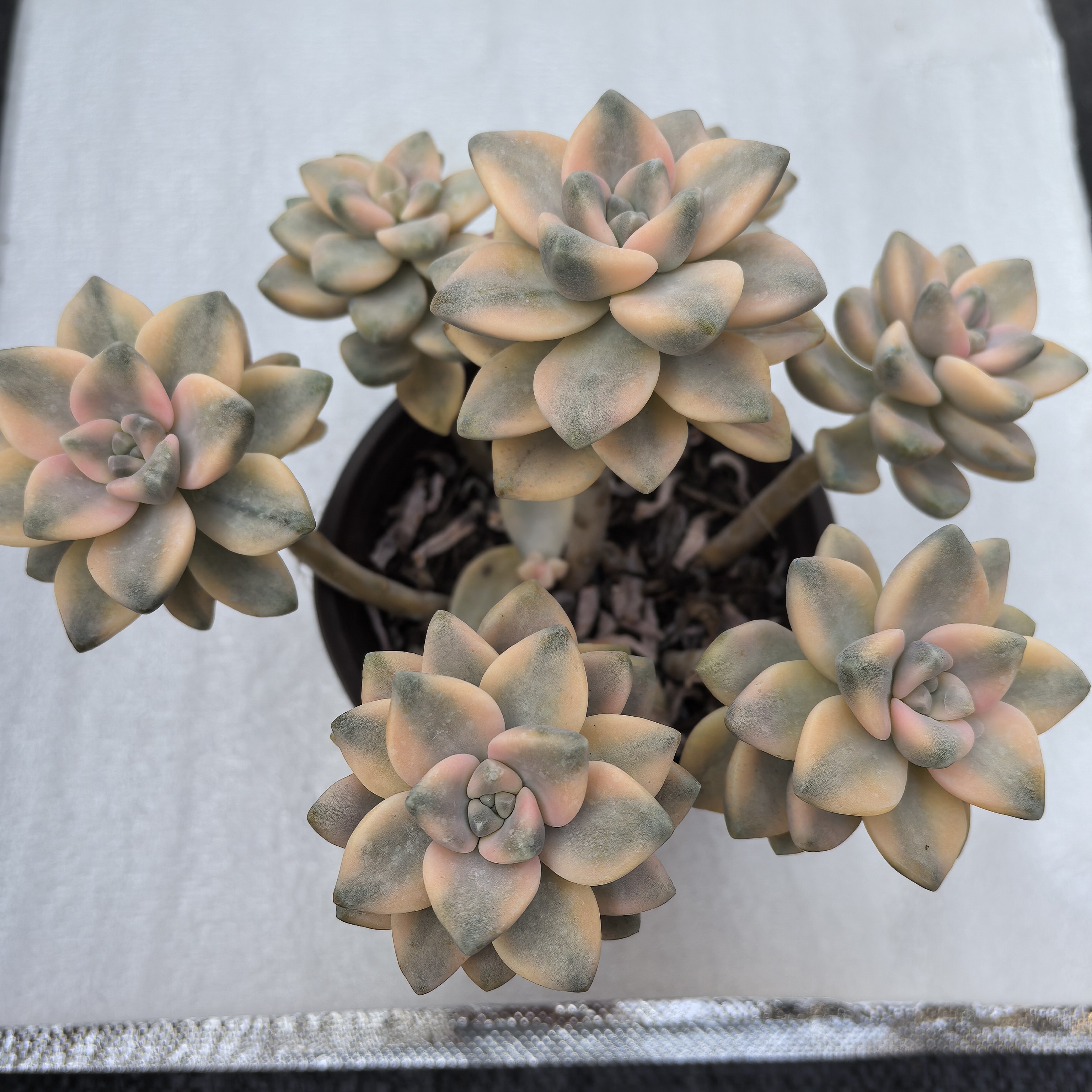 ynmxj美杏锦散群自然锦老桩多肉植物室内阳台庭院好养,鲜花速递/花卉仿真/绿植园艺,多肉植物,淘宝优惠券,粉丝福利购,淘宝优惠卷