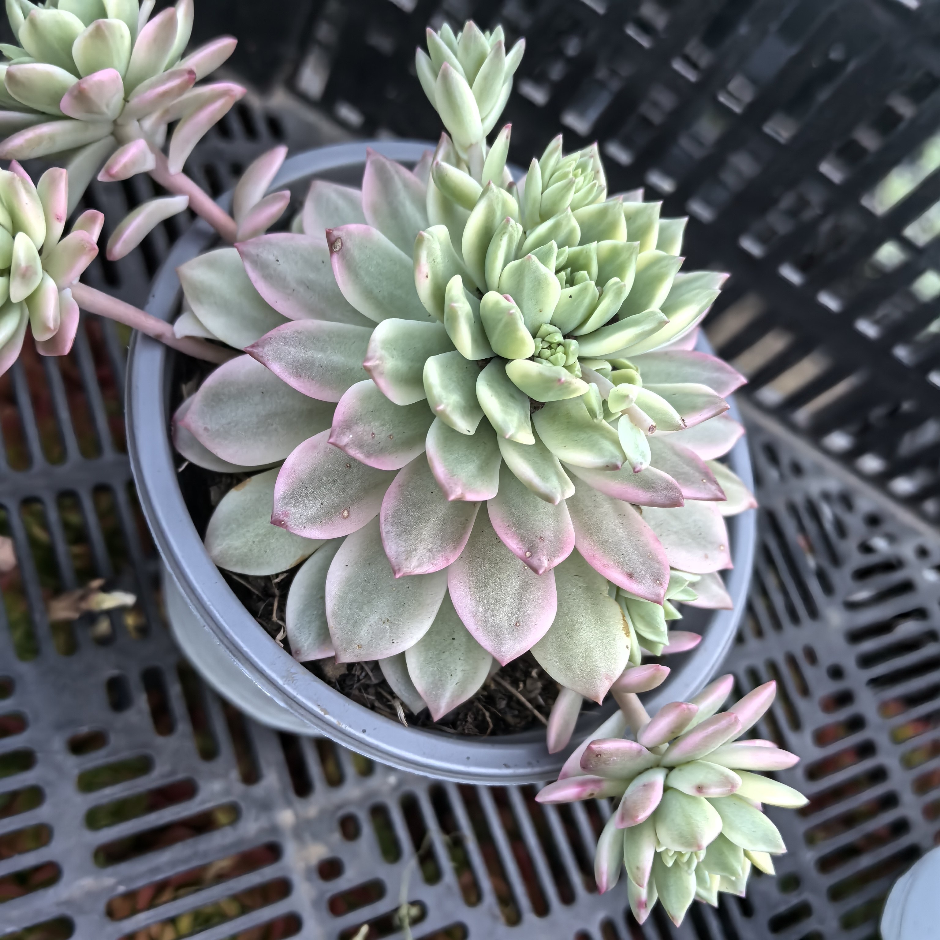 ynmksj马库斯锦多肉悬崖老桩好养适合阳台办公室新手,鲜花速递/花卉仿真/绿植园艺,多肉植物,淘宝优惠券,粉丝福利购,淘宝优惠卷