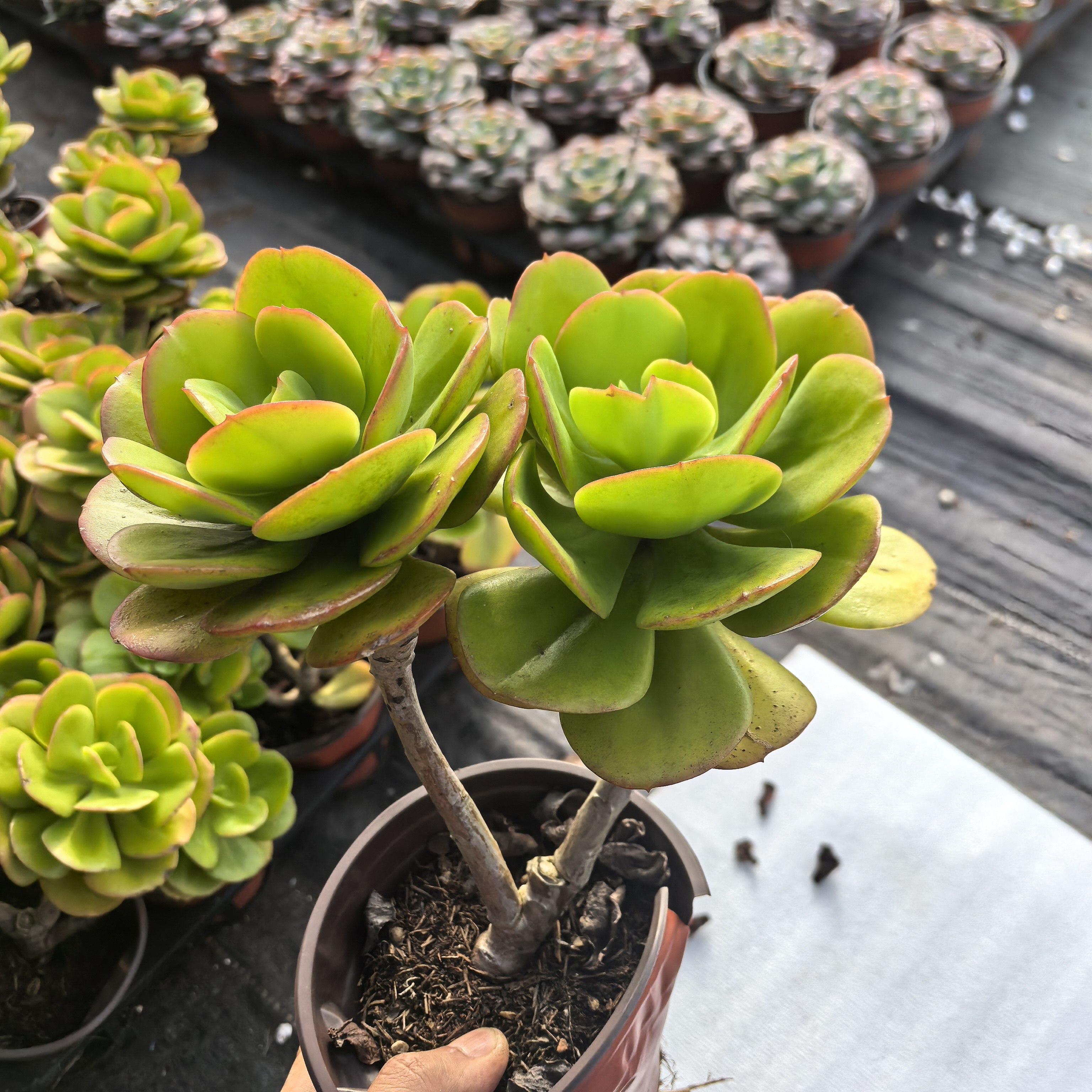 ynhm红梅精品好养多肉植物红梅碧桃老桩整桩脱土发货