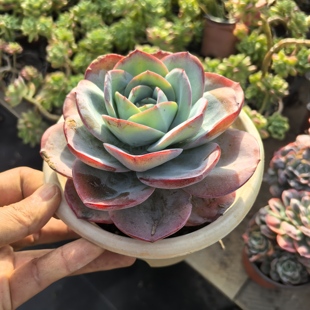 ynbll布鲁蓝网红多肉植物白凤血凤大单头老桩易度夏适合新手