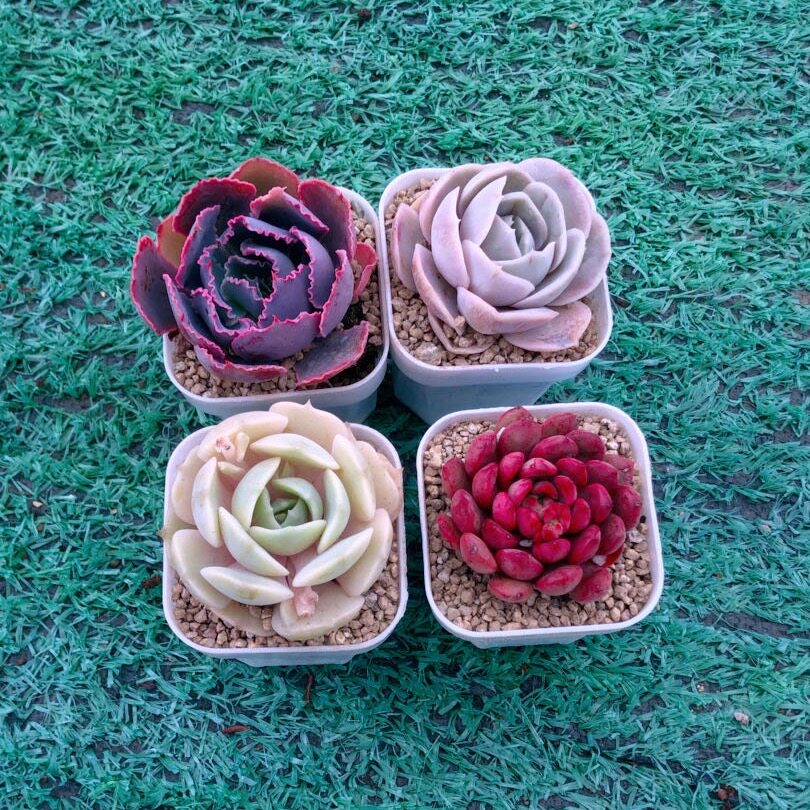 h 晚霞之舞 蓝色惊喜 露娜莲 红宝石 送盆土多多肉植物