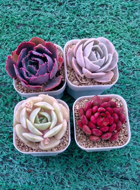 h 晚霞之舞 蓝色惊喜 露娜莲 红宝石 送盆土多多肉植物