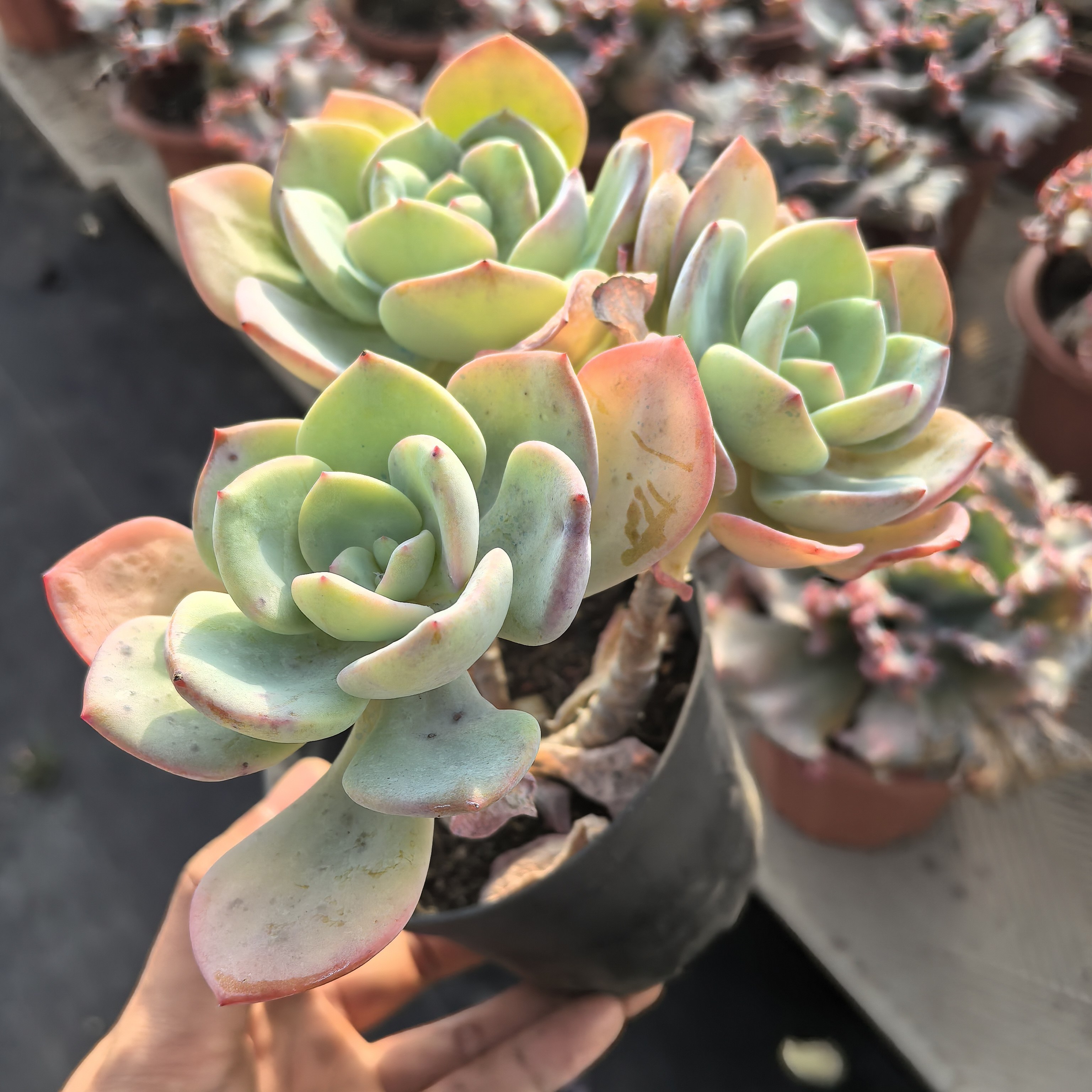 ynbyg白月光阳台办公室庭院适用的丝绸面沙老桩盆栽多肉植物