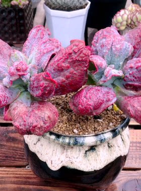 Yn云南狂野男爵多肉植物