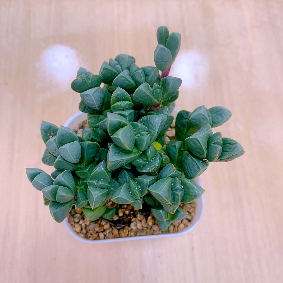 多肉植物鹿角海棠送盆包邮