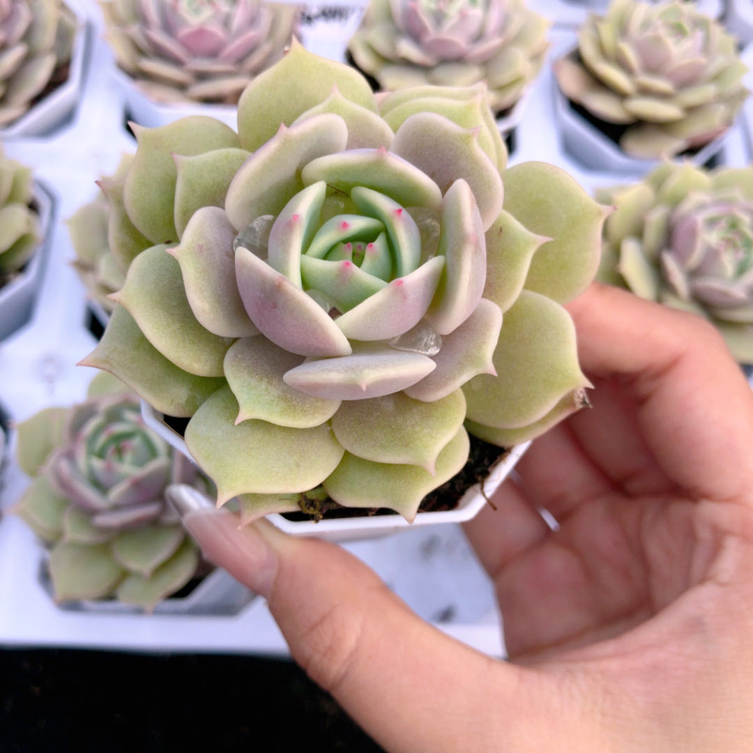 h露娜莲4-5厘米1颗带盆栽好