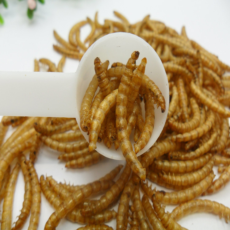 仓鼠粮食黄粉虫面包虫干面包虫干
