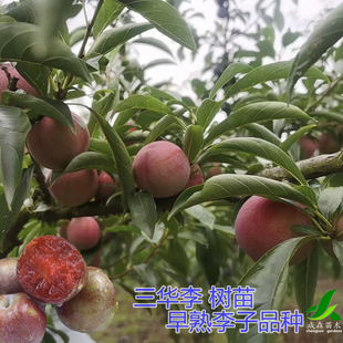 三华李树苗早熟李子苗果树苗木嫁接苗庭院地栽盆栽水果苗四川成森