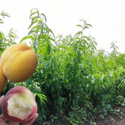 桃树果苗胭脂脆桃锦绣黄桃阳山水蜜桃桃四川早熟桃苗树苗果树苗木