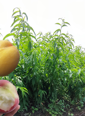 桃树果苗胭脂脆桃锦绣黄桃阳山水蜜桃桃四川早熟桃苗树苗果树苗木