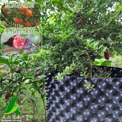 沃尔卡姆红柠檬树苗嫁接苗澳洲手指红香槟柠檬苗果树红皮柠树苗