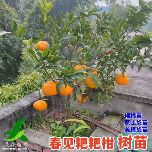 春见耙耙柑柑桔果树苗成森苗木