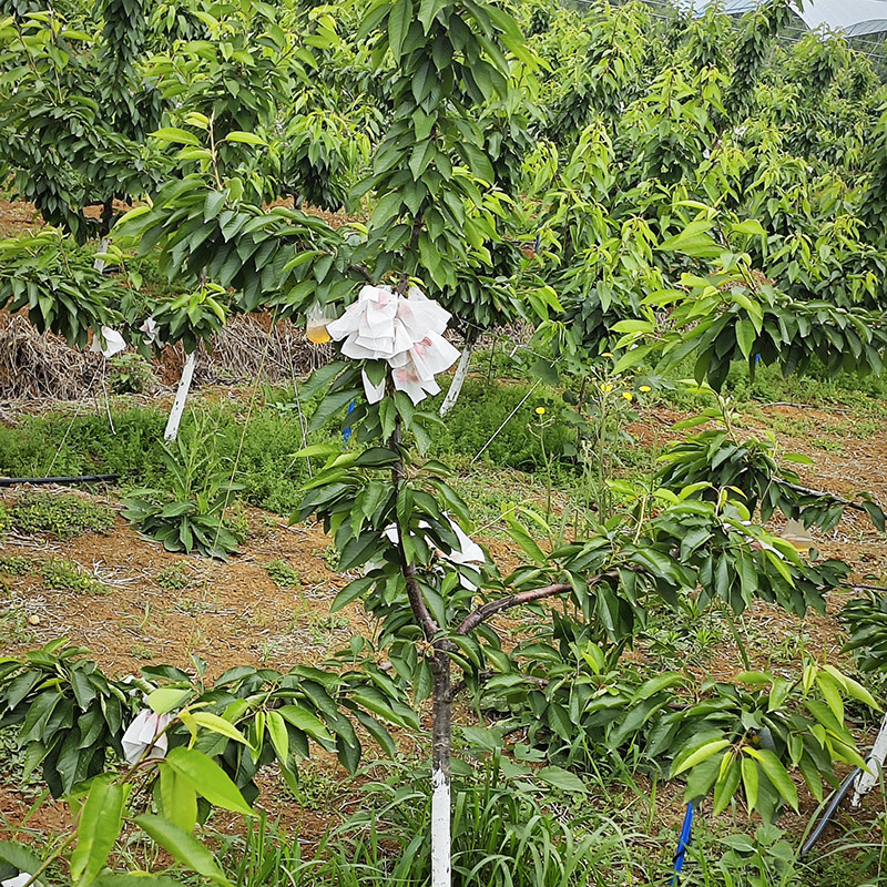 早熟车厘子大樱桃树苗四川