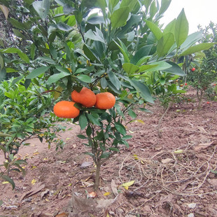 甘平柑橘树苗 嫁接果树盆栽 四川成森新品种带土苗木南方柑平果苗