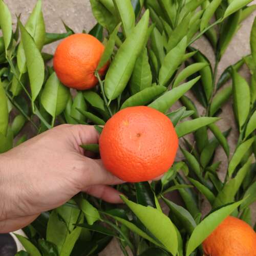 美国糖桔又名加州蜜桔嫁接柑橘苗