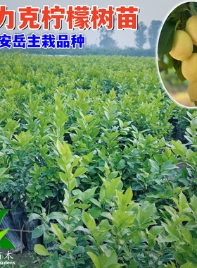 柠檬树苗 嫁接苗木尤力克香水盆栽地栽果树 四川安岳青黄大树果苗