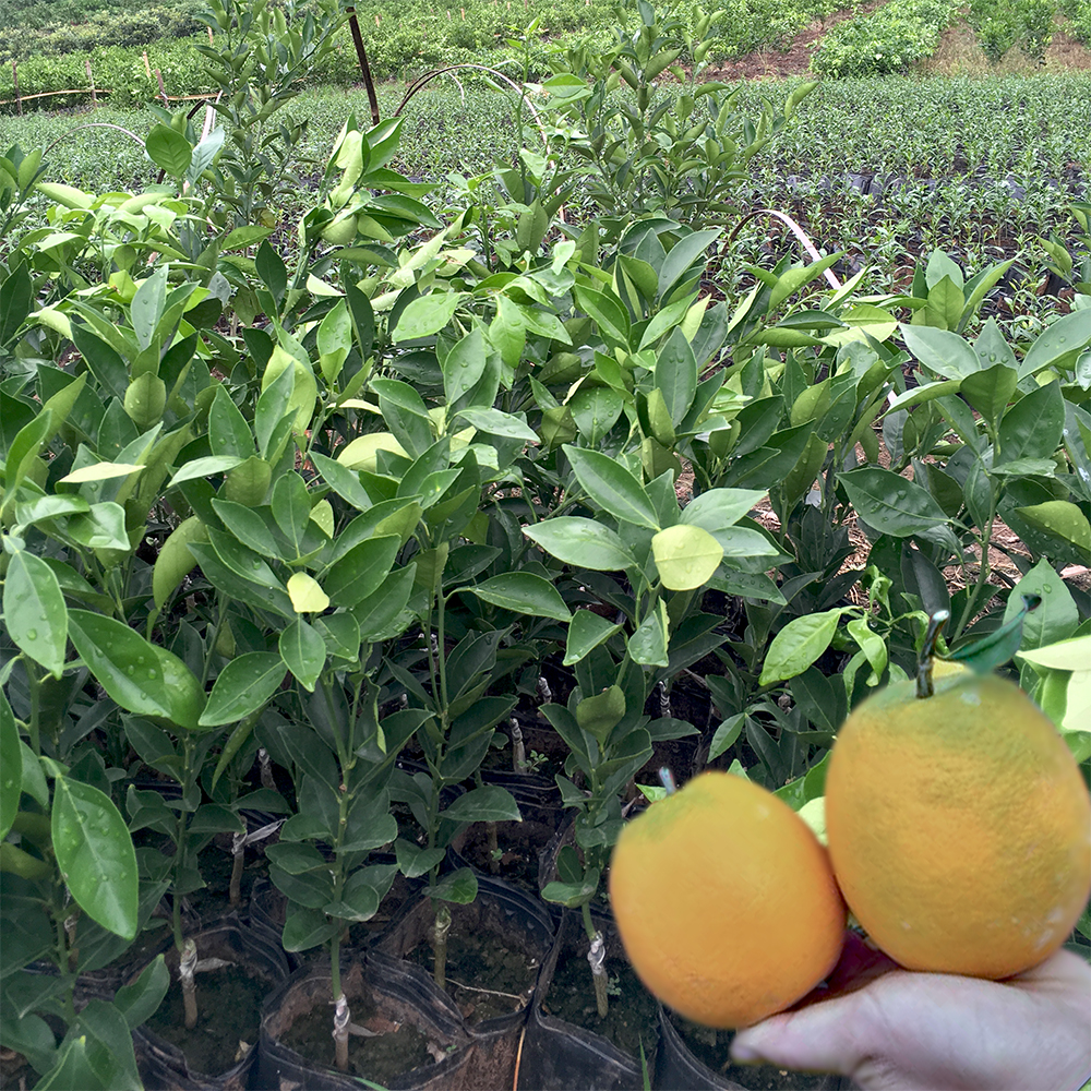 早熟新品种嫁接青秋脐橙树苗