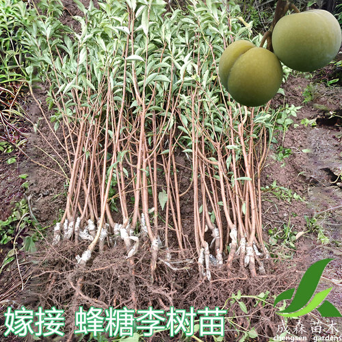 嫁接蜂糖李果树苗四川成森苗木