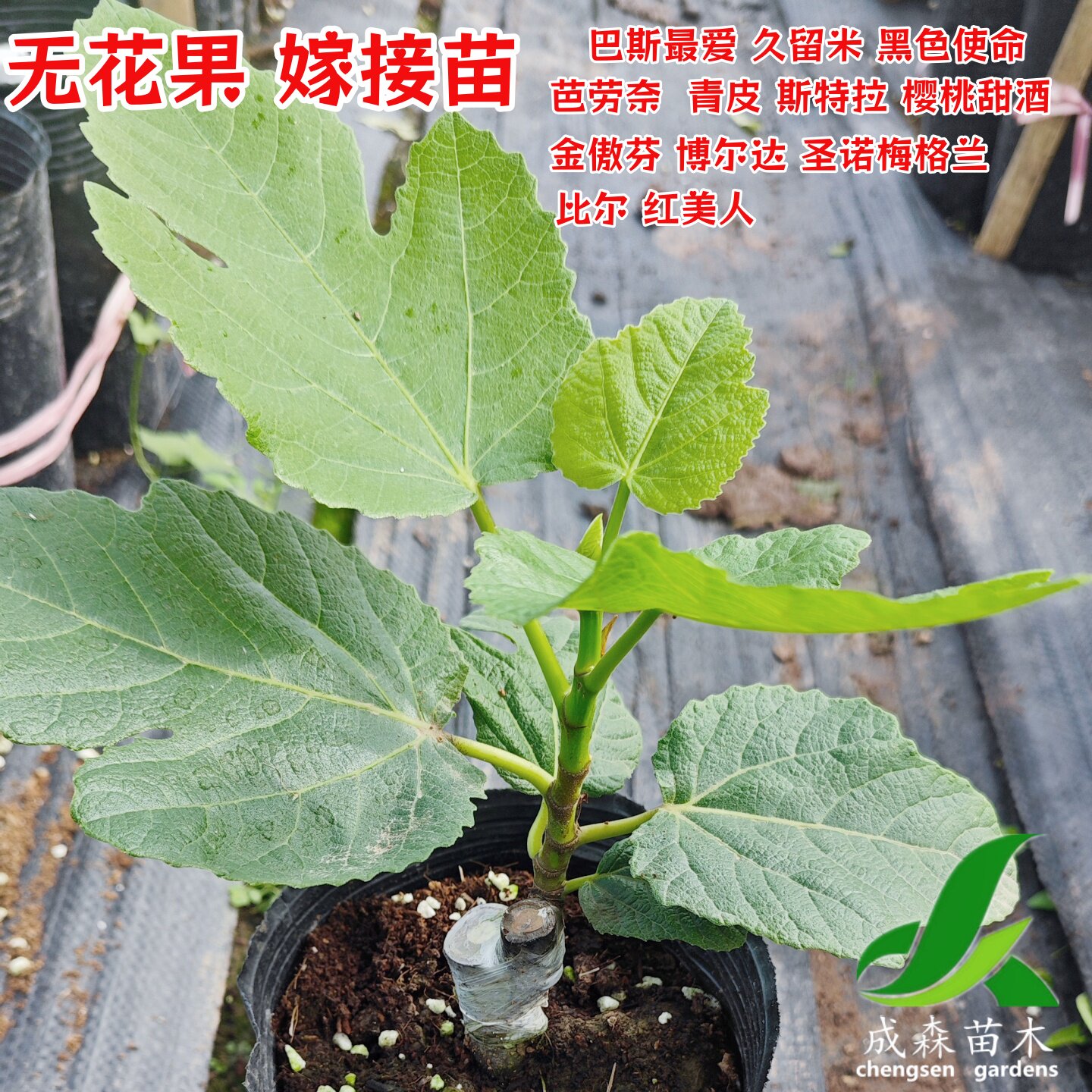 无花果嫁接苗巴蜀最爱格莱斯加州黑盆栽地栽四川果树苗当年结果