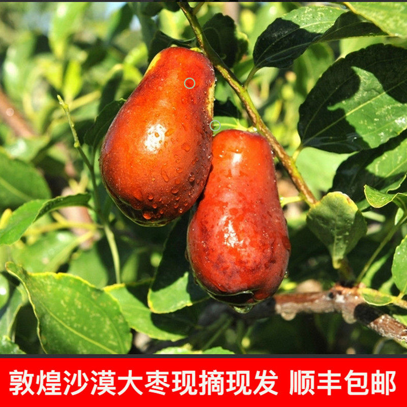 甘肃敦煌新鲜骏枣红枣鲜枣脆枣新鲜水果时令地方特产8斤顺丰包邮