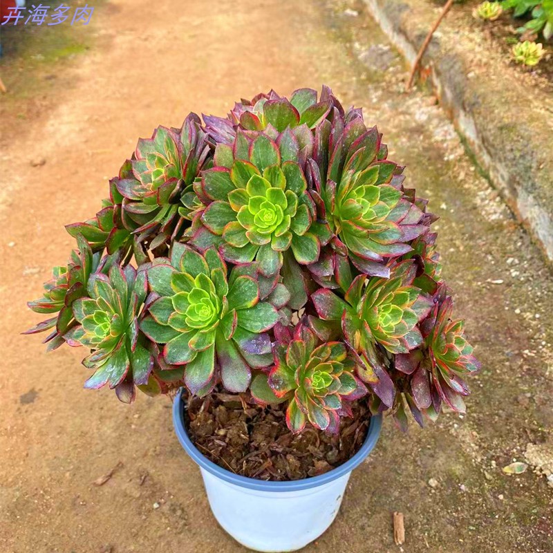 多肉植物 万圣节黄锦群生多头法师锦办公室创意盆栽花卉绿植防辐