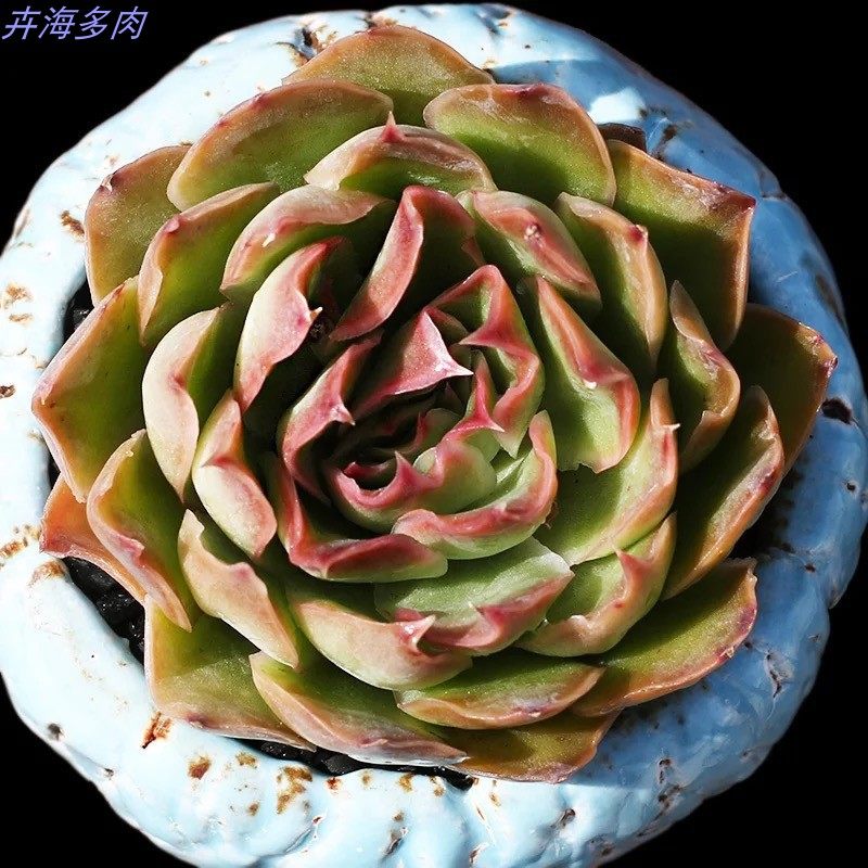 阳台庭院趣味较易多肉