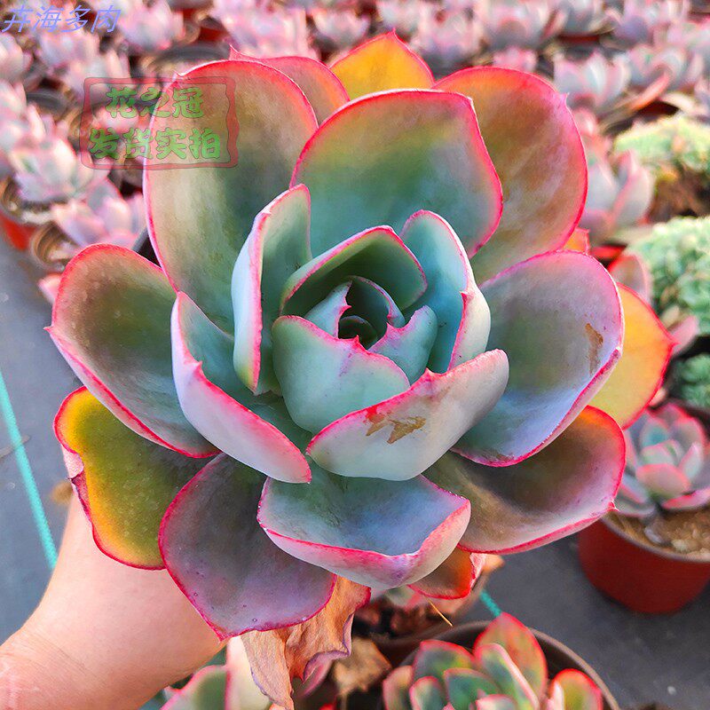 肯尼迪多肉巨大型多肉系列薄叶系植物薄叶中的百变星君经典品种