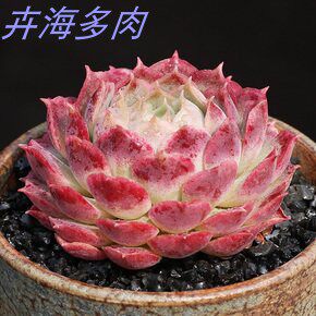 朱砂痣西府海棠多肉植物好养吸甲醛趣味美观阳台易活花卉绿植盆栽