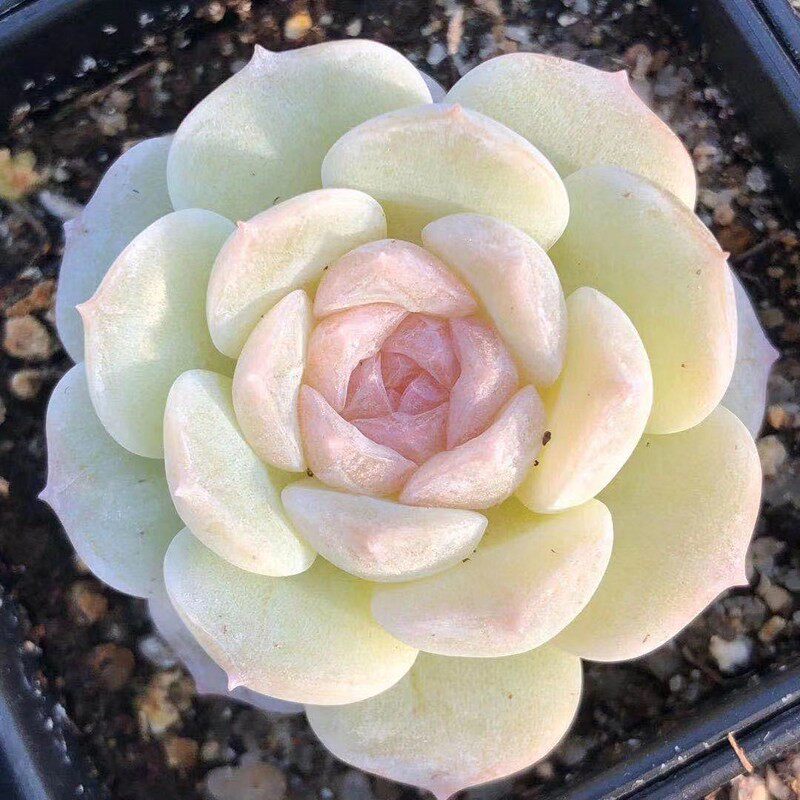 纯爱白女王玫瑰杂多肉植物盆栽稀有贵货办公桌室高档肉肉大棚直发