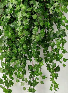 原色常春藤壁挂植物藤蔓