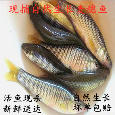 新鲜生态500g小杂鱼