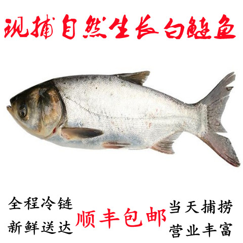 微山湖生态白鲢鱼淡水鱼新鲜现杀活鱼整条鱼水鲢跳鲢子包邮