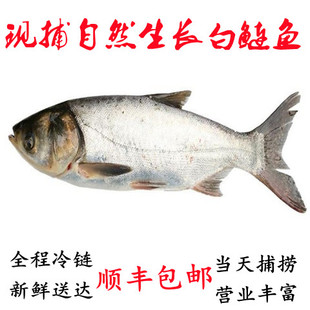 微山湖生态白鲢鱼淡水鱼新鲜现杀活鱼整条鱼水鲢跳鲢子包邮