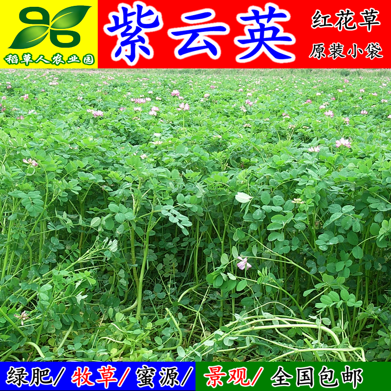 紫云英种子绿肥红花翘摇畜禽芽苗