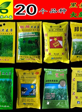 黑麦草种子四倍体多花一年生鱼