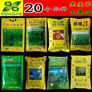 黑麦草种子 四倍体多花一年生牧草籽 鸡鸭鹅猪牛羊兔鱼南北方包邮