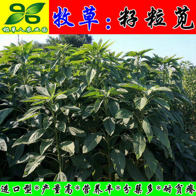高产种子牧草美国籽粒苋