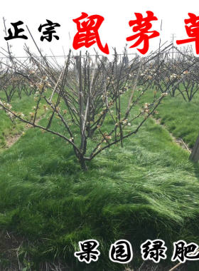 鼠茅草种子果园树林矛毛草籽正品