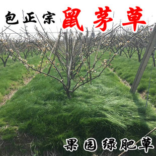 鼠茅草种子 果园树林绿肥 鼠矛毛草籽 正品包邮