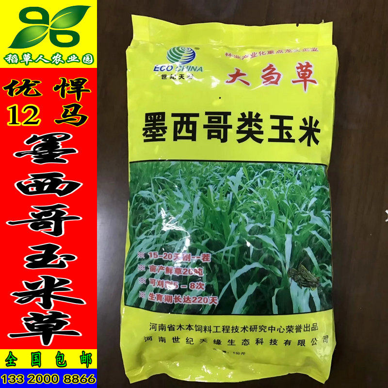 大刍草 墨西哥玉米草种子 牧草籽鸡鸭鹅猪牛羊鱼蝗虫蚂蚱鱼 包邮