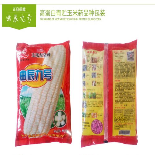曲辰九号青贮玉米种子 高产高蛋白审定品种秸秆黄贮饲用玉米种籽