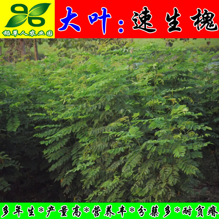 大叶速生槐种根正宗造林功能阔叶