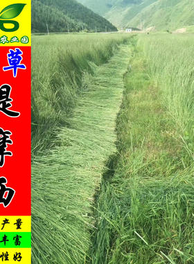 猫尾草牧草籽提摩西梯牧草