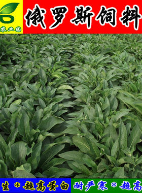 俄罗斯饲料菜种根聚合牧鱼四季青